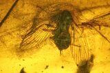 Fossil Fly, Moth Fly and a Cockroach (Blattoidea) In Baltic Amber #197675-1